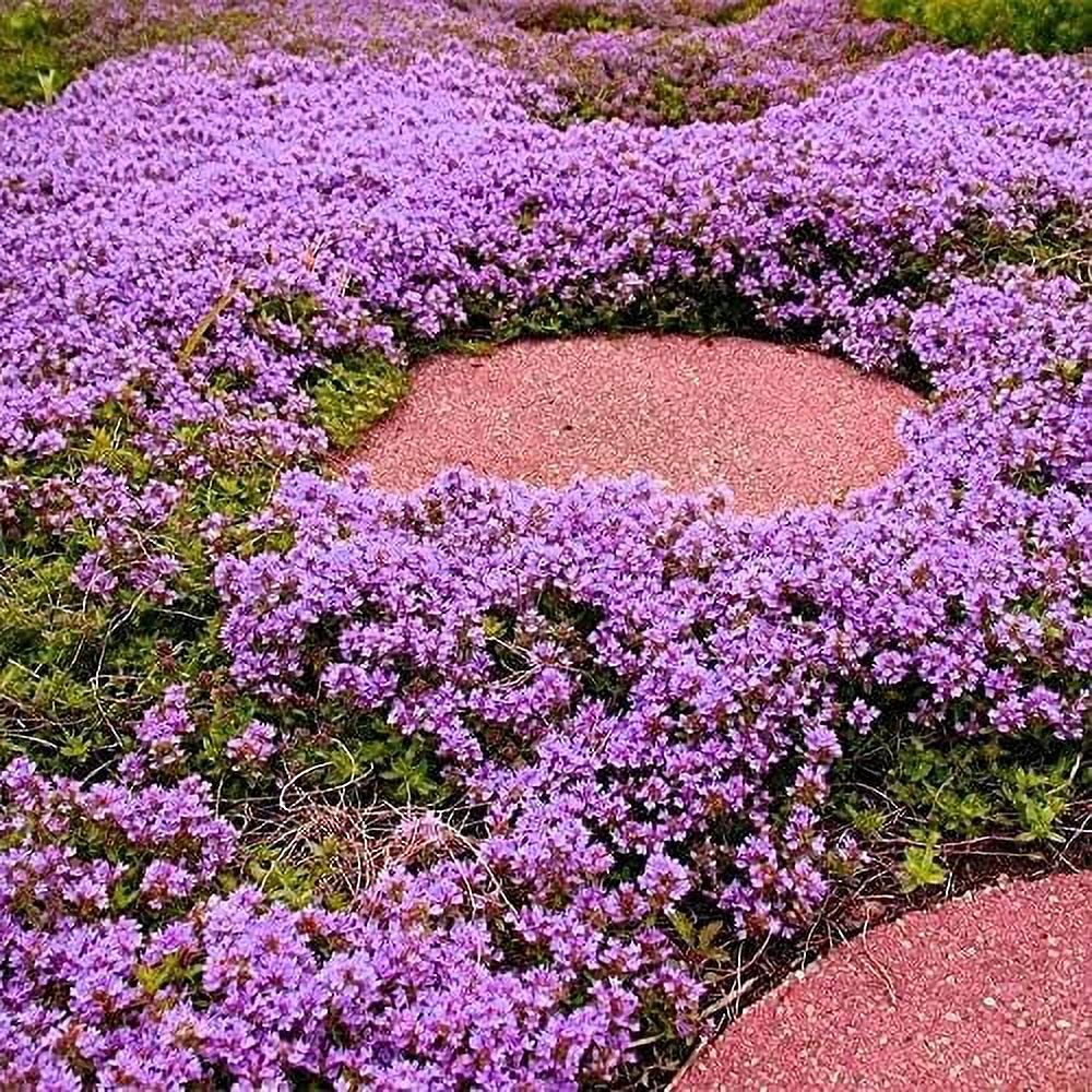 QAUZUY GARDEN 8000 Purple Creeping Thyme Seeds, Wild Elfin Thyme
