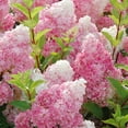 QAUZUY GARDEN Strawberry Hydrangea MMF7 Seeds 100 Pink Hydrangea