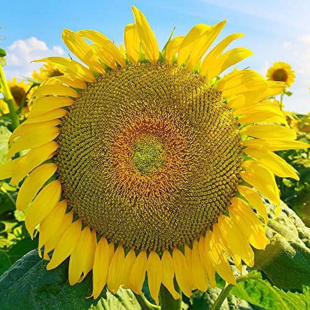 QAUZUY GARDEN Titan Sunflower Seeds 15 Giant Sunflower Helianthus