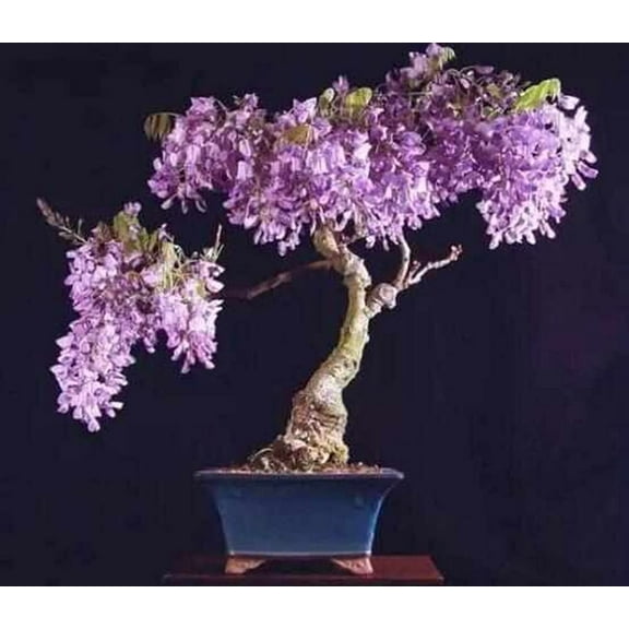 QEBIDVL Wisteria Vine Seeds|Blue Moon Wisteria Vine Seeds|Highly Prized Flowering Bonsai|DIY Gifts Flowering Bonsai Tree Seeds|Spectacular Decoration for Pergola10pcs
