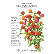 QIS Fiery Sunrise Blend Gomphrena Seeds - 25 Seeds
