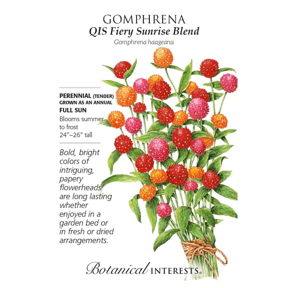 QIS Fiery Sunrise Blend Gomphrena Seeds - 25 Seeds