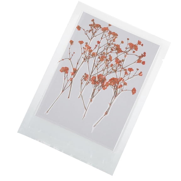 QSTDGVPW 12 Pieces Beautiful Pressed Dried Flower Babysbreath For Art Craft Card Making