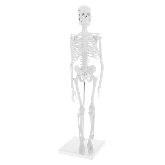 QSTDGVPW 1pc 45cm Human Body Skeleton Model Kit w/ Base Lab Learning Aid Supplies New