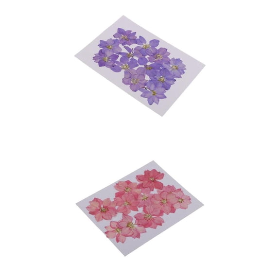 QSTDGVPW 24 Pcs Multicolor Pressed Dried Real Flower Larkspur for Card Making and Resin