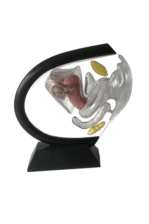 3D Female Reproductive System Model Detailed Anatomy Display Reproductive Uterus
