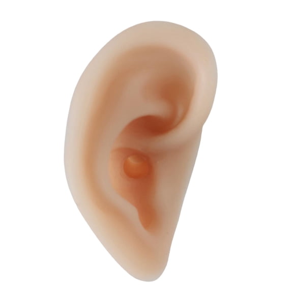 QSTDGVPW Human Ear Anatomy Model Teaching Tools Acupuncture Practice Model for Practice