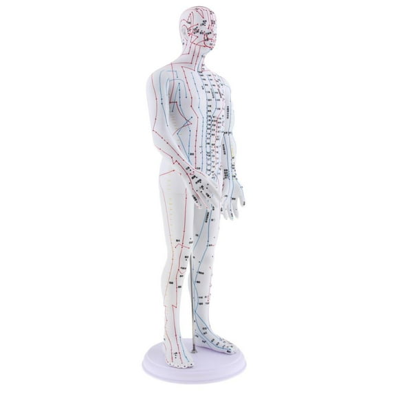 QSTDGVPW Male Human Model Chinese Meridian Model with Points, Height 20''