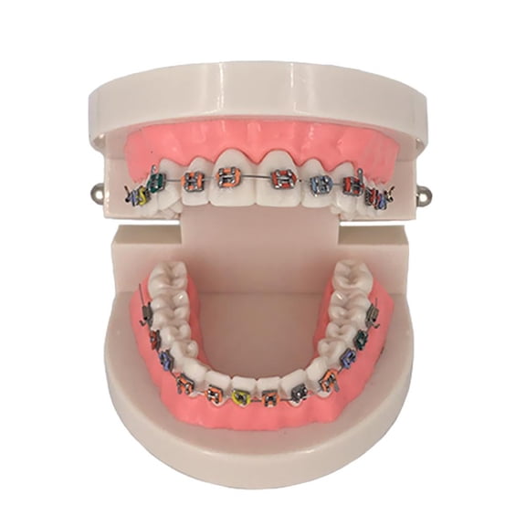 QSTDGVPW Orthodontic Teaching Model For Science Biology Resin Disease Project