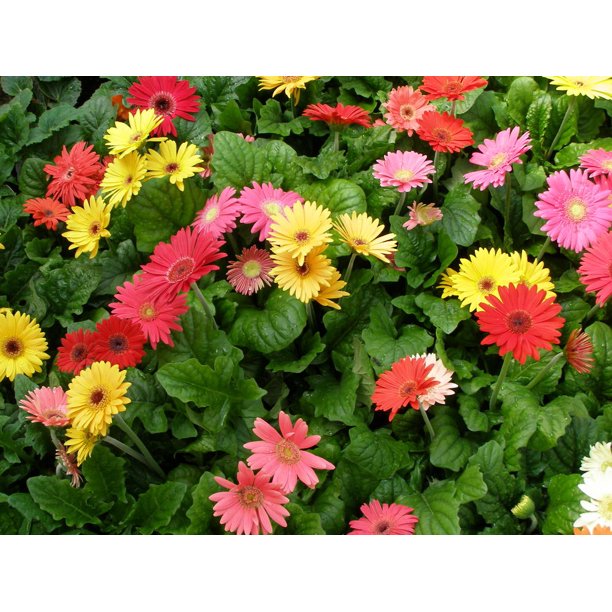QT BHG GERBERA DAISY