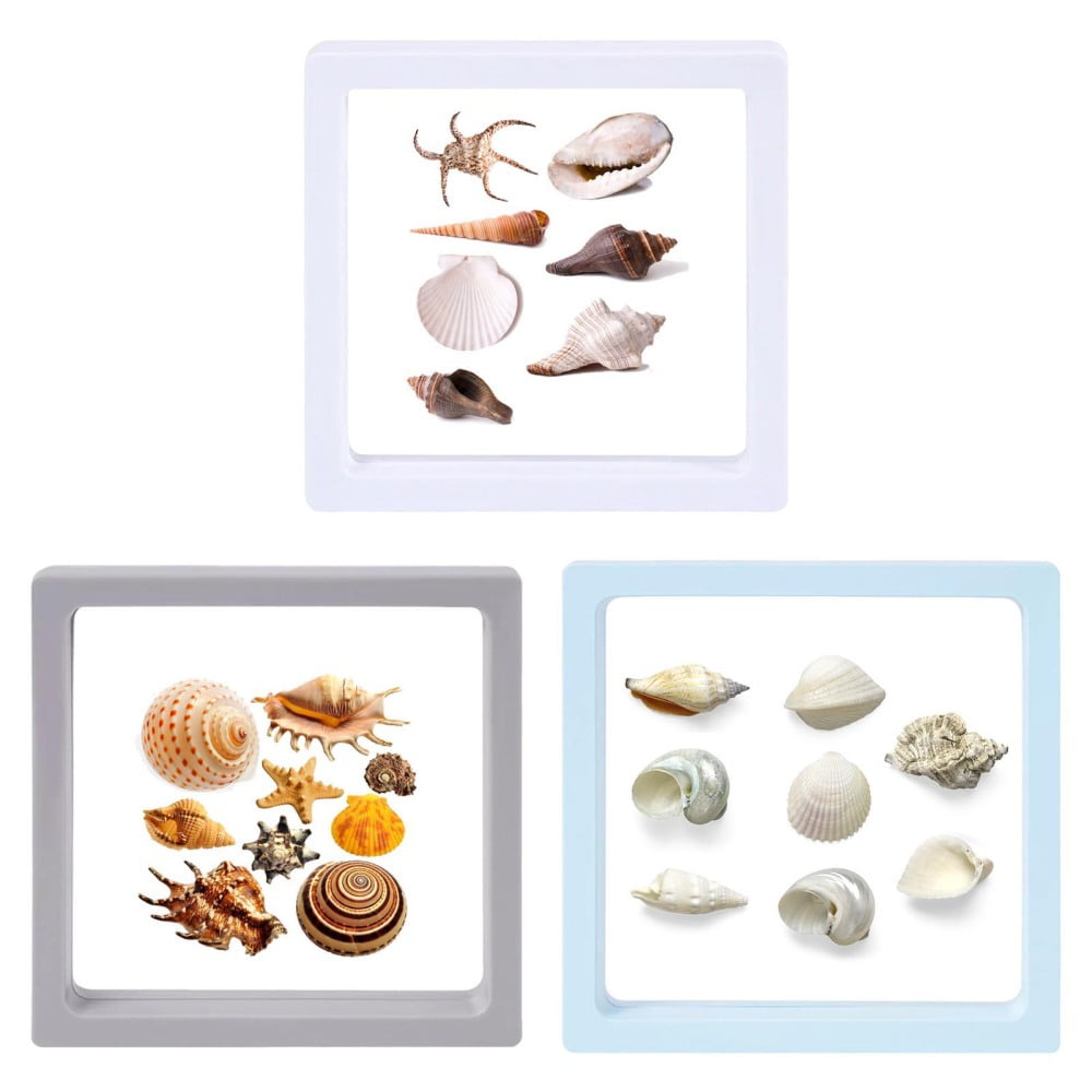 QUEST- 3Pcs 7*7*2Cm Seashell Storage Box Small Craft Organizers Display Case For Friend