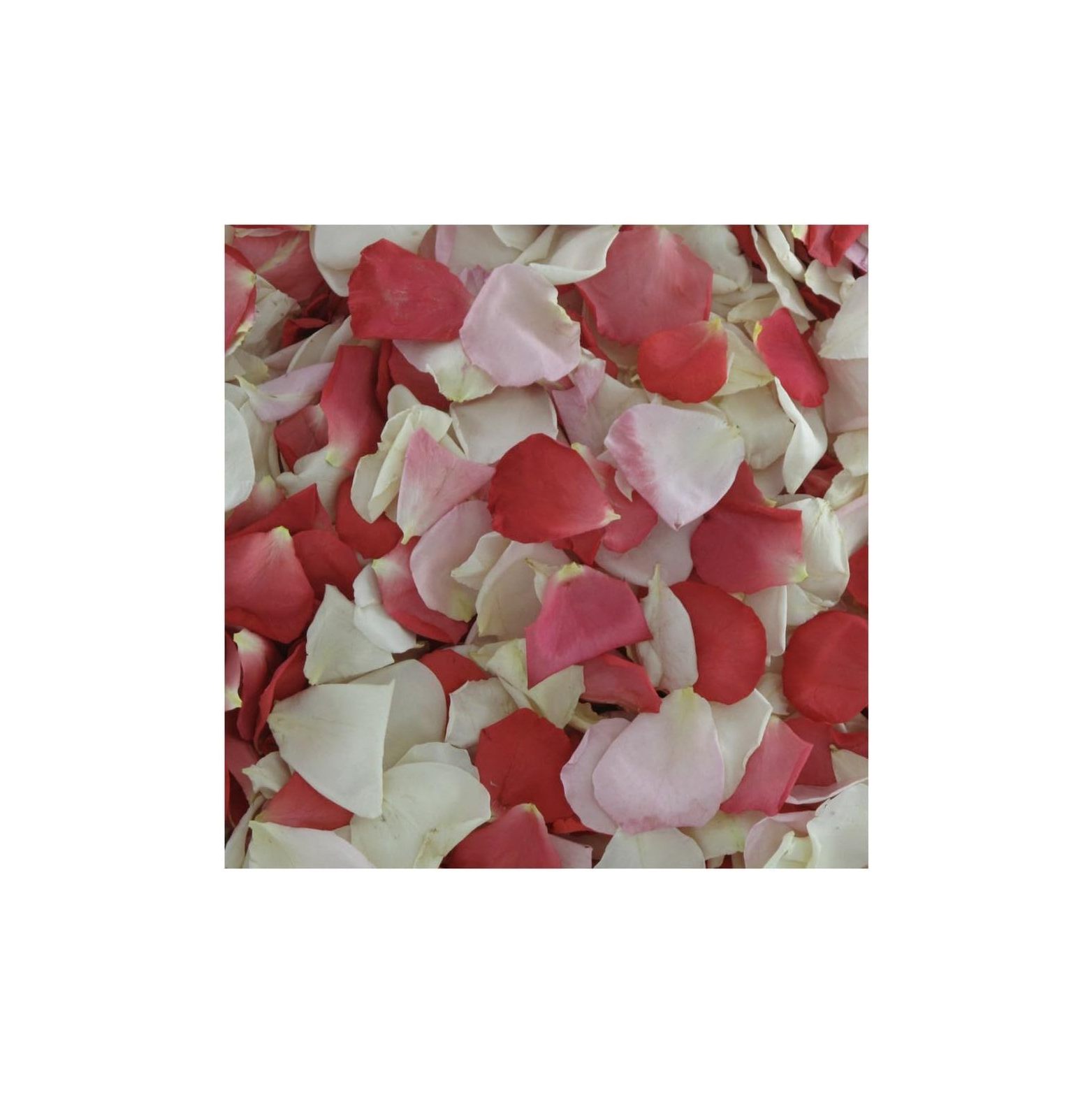 QUIRhait Rose Petals. 600 Petals. Pretty in Preserved FreezeDried Rose