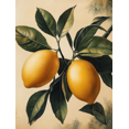 thumbnail image 1 of Qisvanset 12x16 Inch Framed Canvas Wall Art Fresh Lemon Fruit Botanical Trendy Kitchen Apartment Wall Poster, 1 of 8