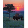 thumbnail image 1 of Qisvanset 12x16 Inch Framed Canvas Wall Art Sunset Tree Side American Bison Landscape Home Canvas Wall Art, 1 of 8