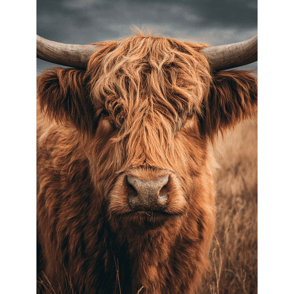Qisvanset Highland Cow Portrait Canvas Wall Art 15.75x11.81 INCHES