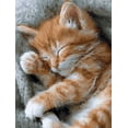 thumbnail image 1 of Qisvanset Cute Ginger Kitten Sleeping Canvas Wall Art 15.75x11.81 Inches, 1 of 8