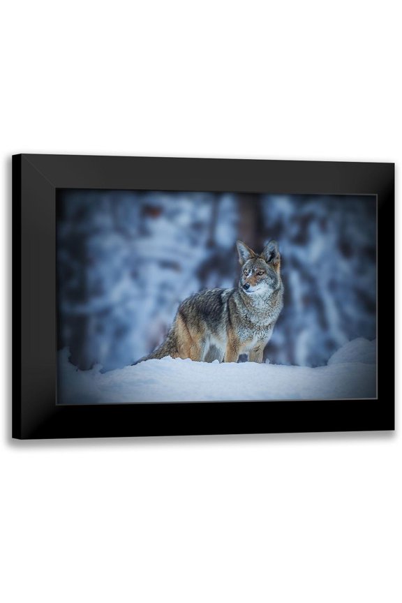 Qiu, Jenny 14x11 Black Modern Framed Museum Art Print Titled - Coyote In Winter