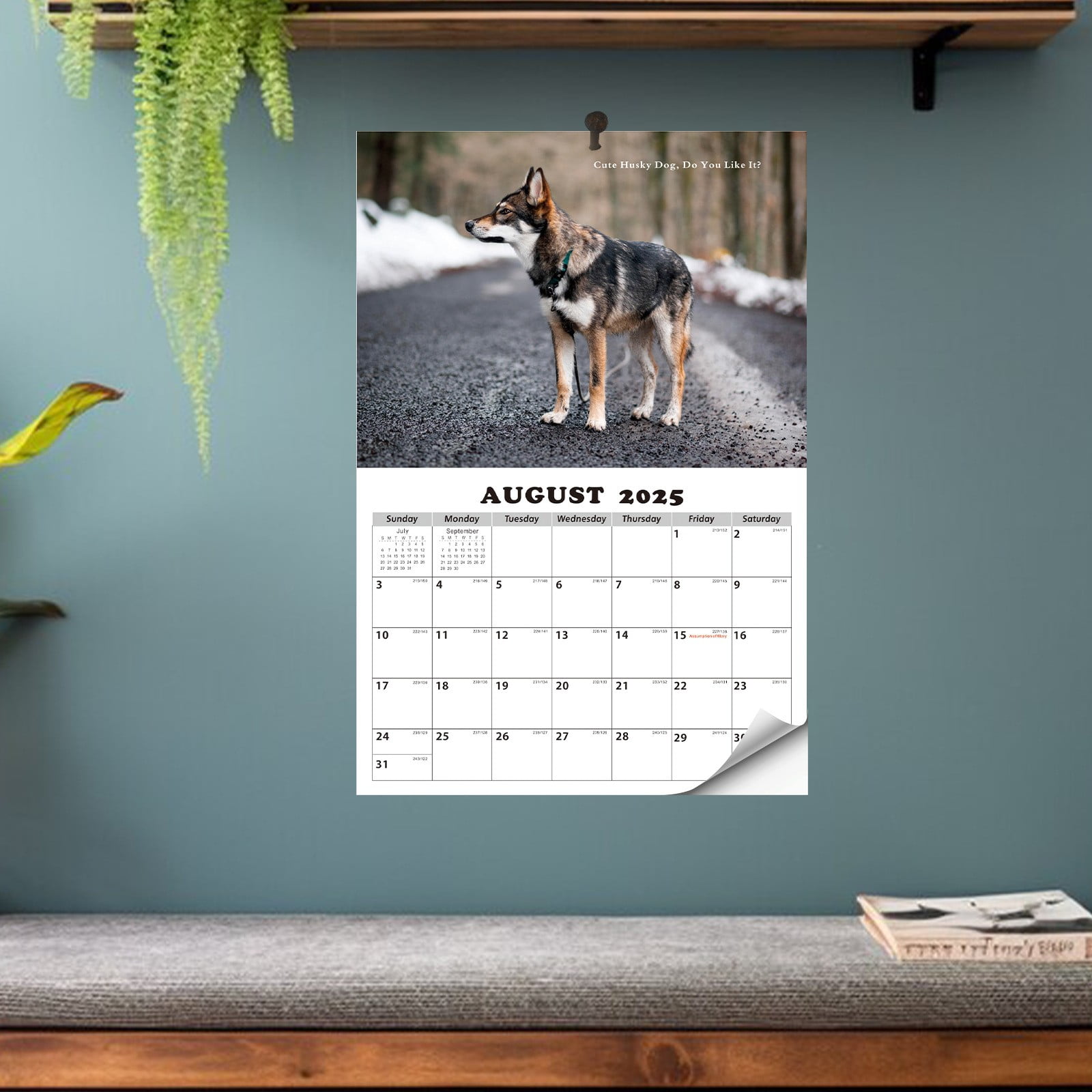 Qixi Calendar 2025 2025.12026.1 Husky Calendar Wall Calendar Off