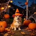 thumbnail image 1 of Qocolcyl Adjustable Halloween Dog Cat Hat, Soft Breathable Orange Pumpkin Mesh Party Costume, Cute Festive Cosplay Photo Accessory, Comfortable Pet Headwear for Indoor Outdoor Halloween Decorations, 1 of 6