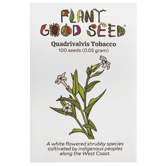 Plant Good Seed Organic Quadrivalvis Tobacco Seeds for Planting: 100 Count Packet, Annual White Flowered Shrub