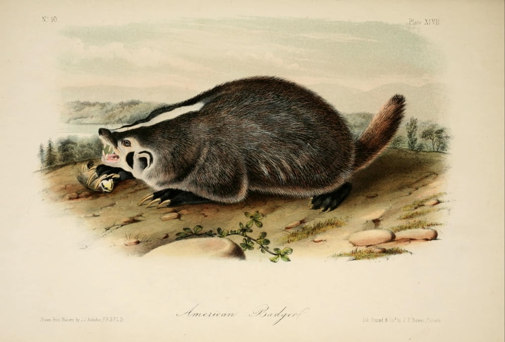 Quadrupeds of N America 1851 American Badger Canvas Art - JJ Audubon (18 x 24)