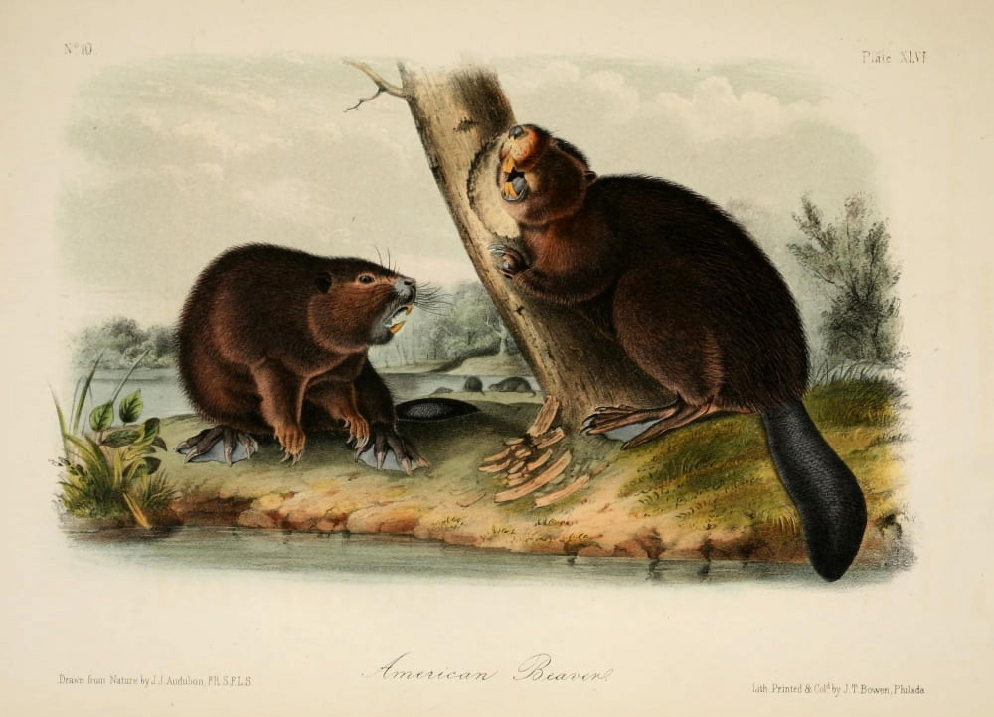 Quadrupeds of N America 1851 American Beaver Canvas Art - JJ Audubon (18 x 24)