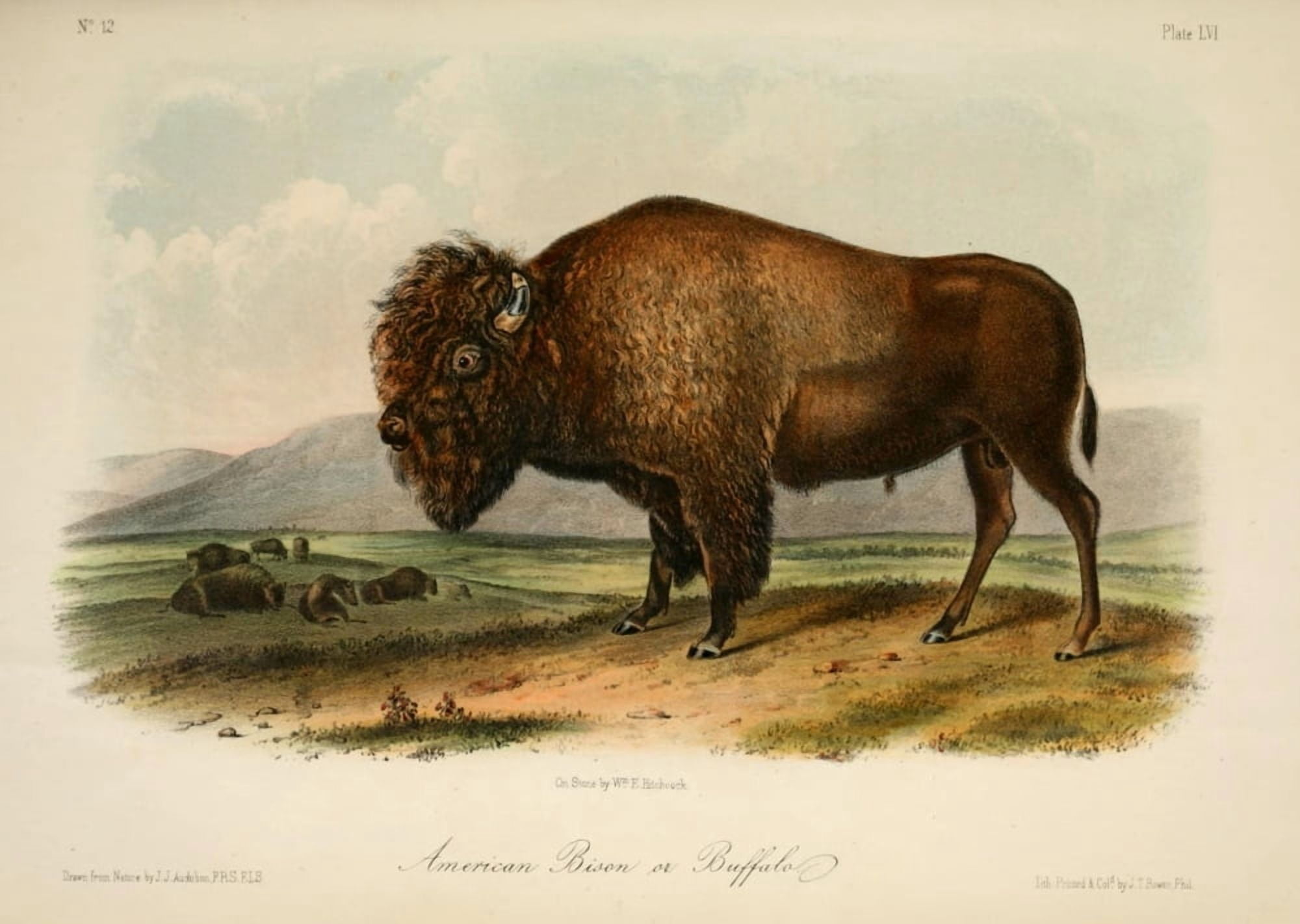 Quadrupeds of N America 1851 American Bison Canvas Art - JJ Audubon (24 x 36)