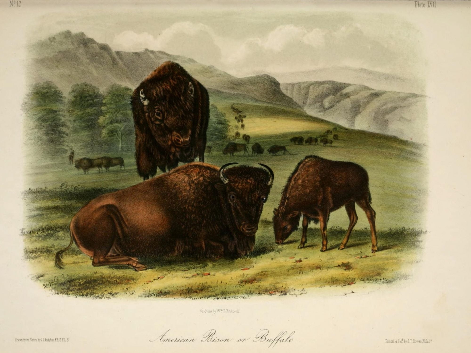 Quadrupeds of N America 1851 American Bison or Buffalo Canvas Art - JJ Audubon (18 x 24)