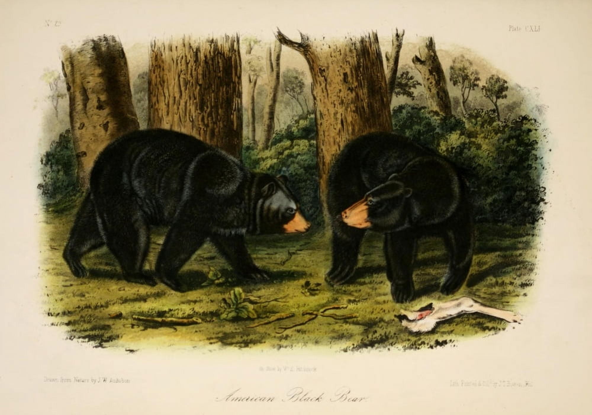 Quadrupeds of N America 1851 American Black Bear Canvas Art - JW Audubon (18 x 24)
