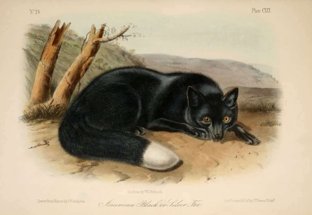 Quadrupeds of N America 1851 American Black or Silver Fox Canvas Art - JW Audubon (18 x 24)