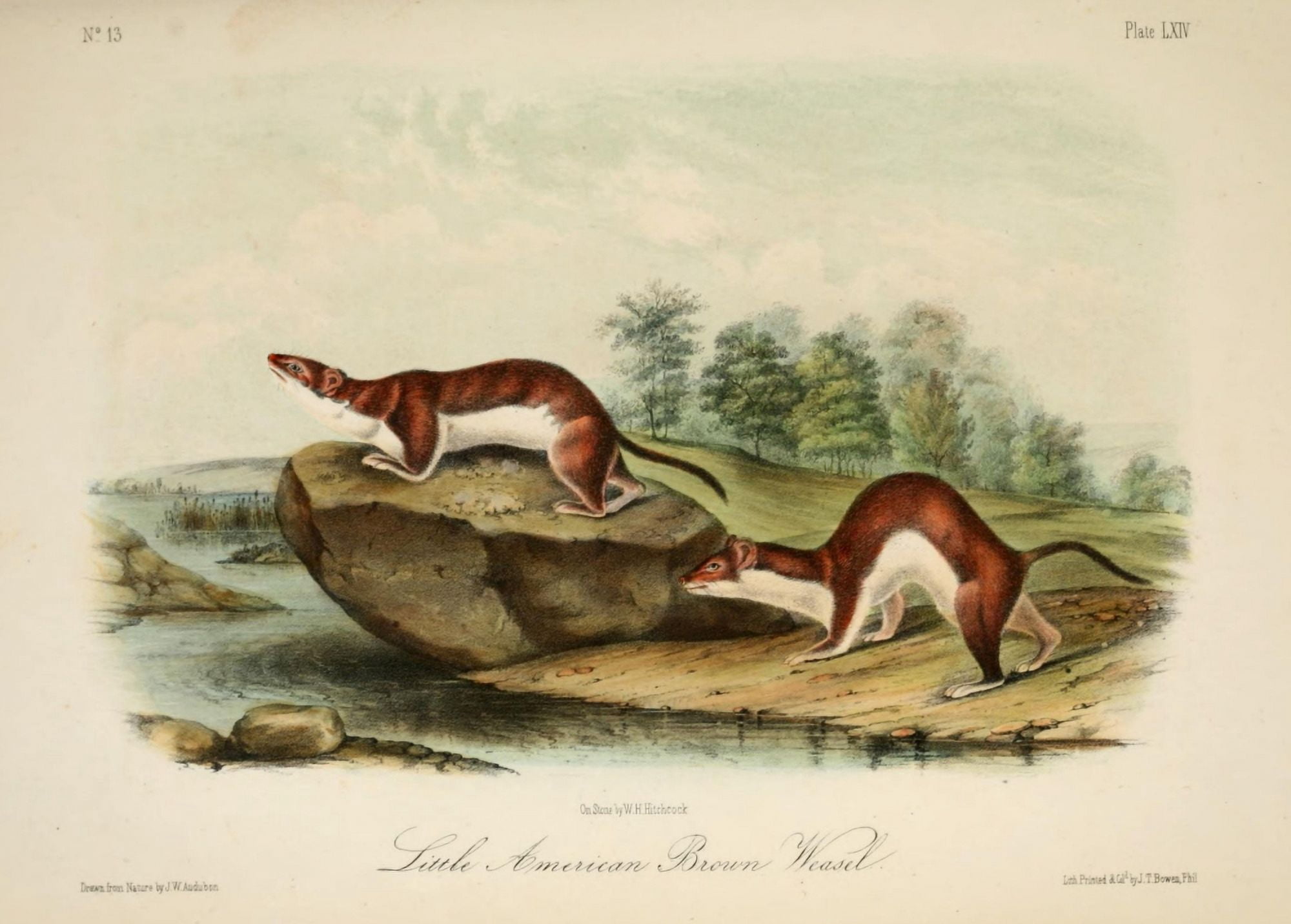 Quadrupeds of N America 1851 American Brown Weasel Canvas Art - JW Audubon (24 x 36)