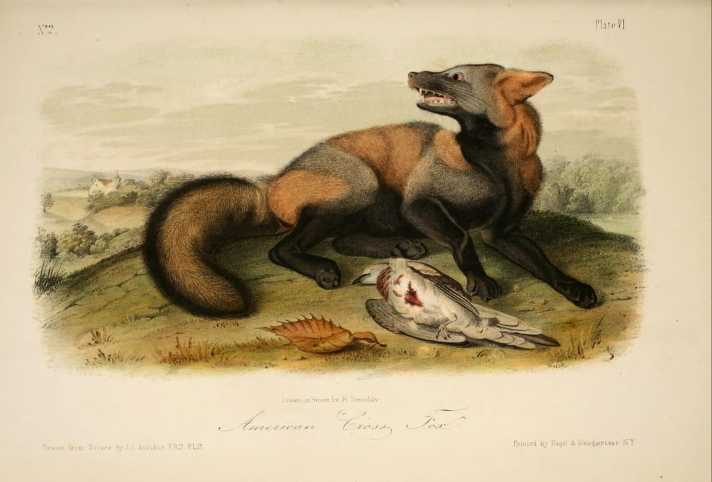 Quadrupeds of N America 1851 American Cross Fox Canvas Art - JJ Audubon (18 x 24)