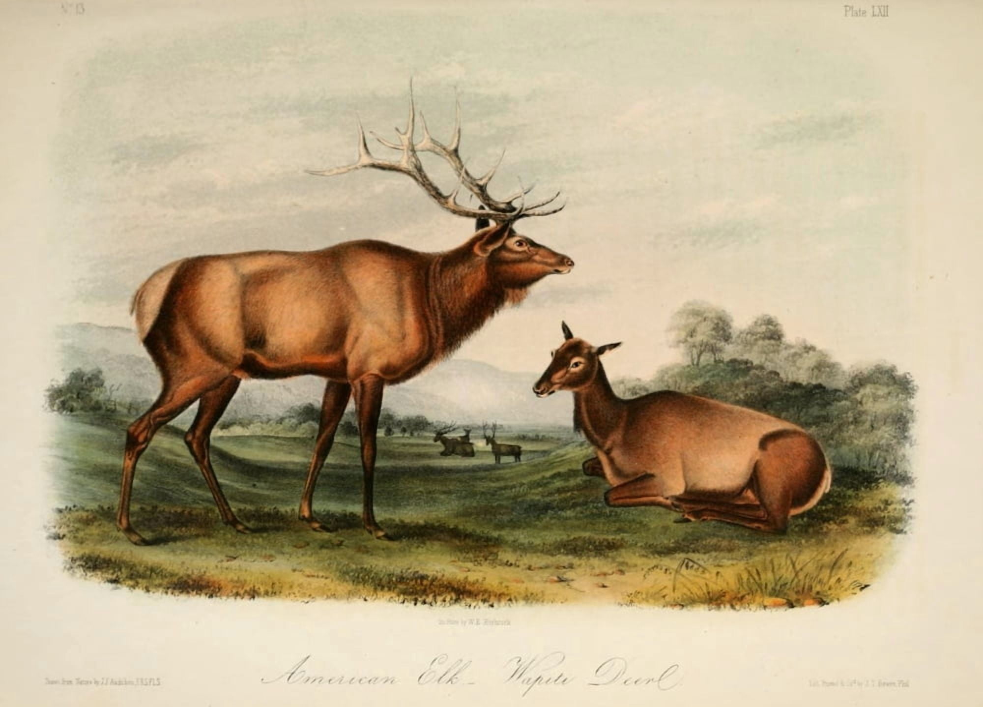 Quadrupeds of N America 1851 American Elk Canvas Art - JJ Audubon (18 x 24)