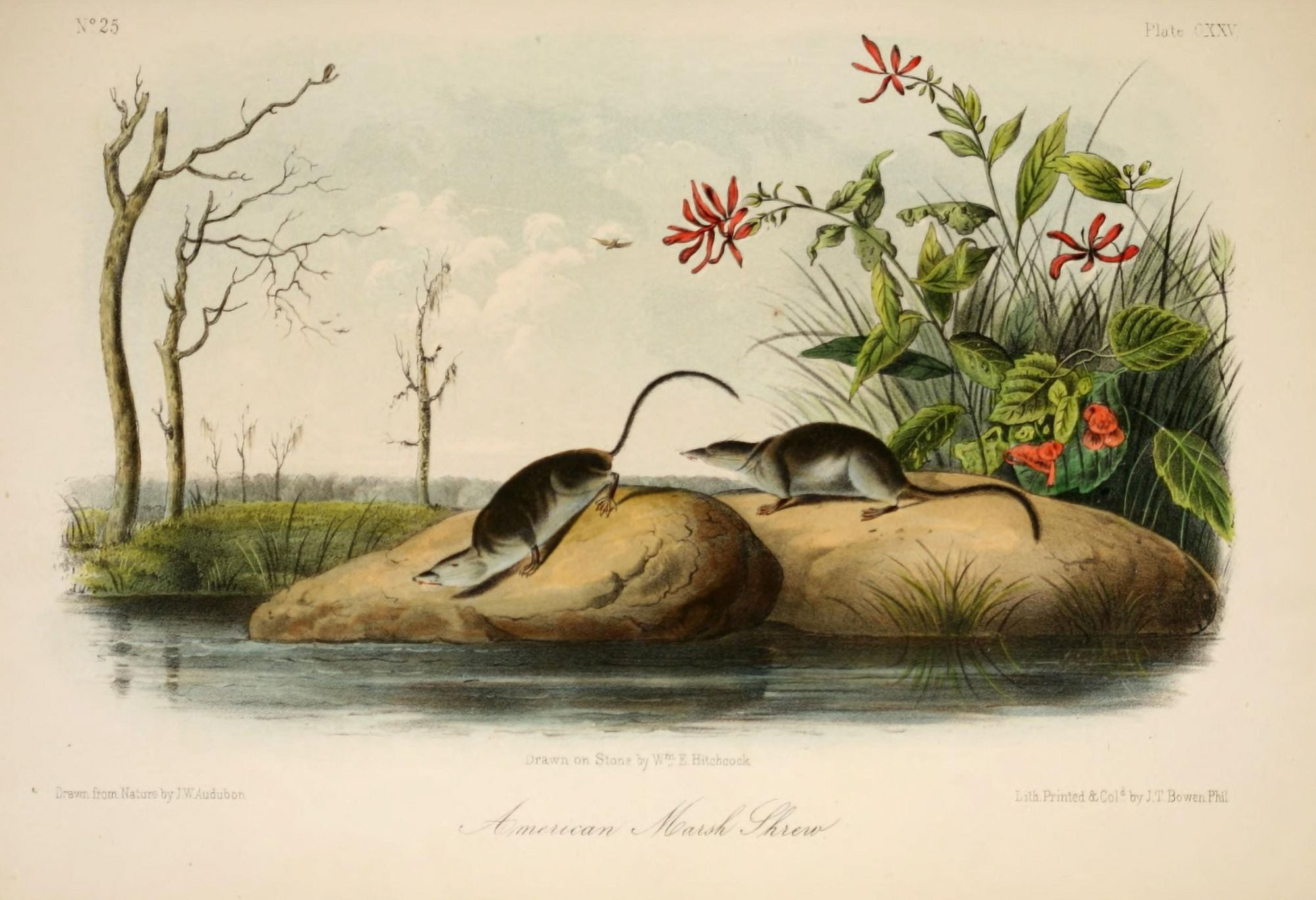 Quadrupeds of N America 1851 American Marsh Shrew Canvas Art - JW Audubon (24 x 36)