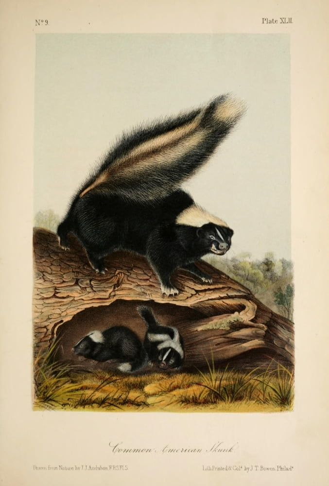 Quadrupeds of N America 1851 American Skunk Canvas Art - JJ Audubon (18 x 24)