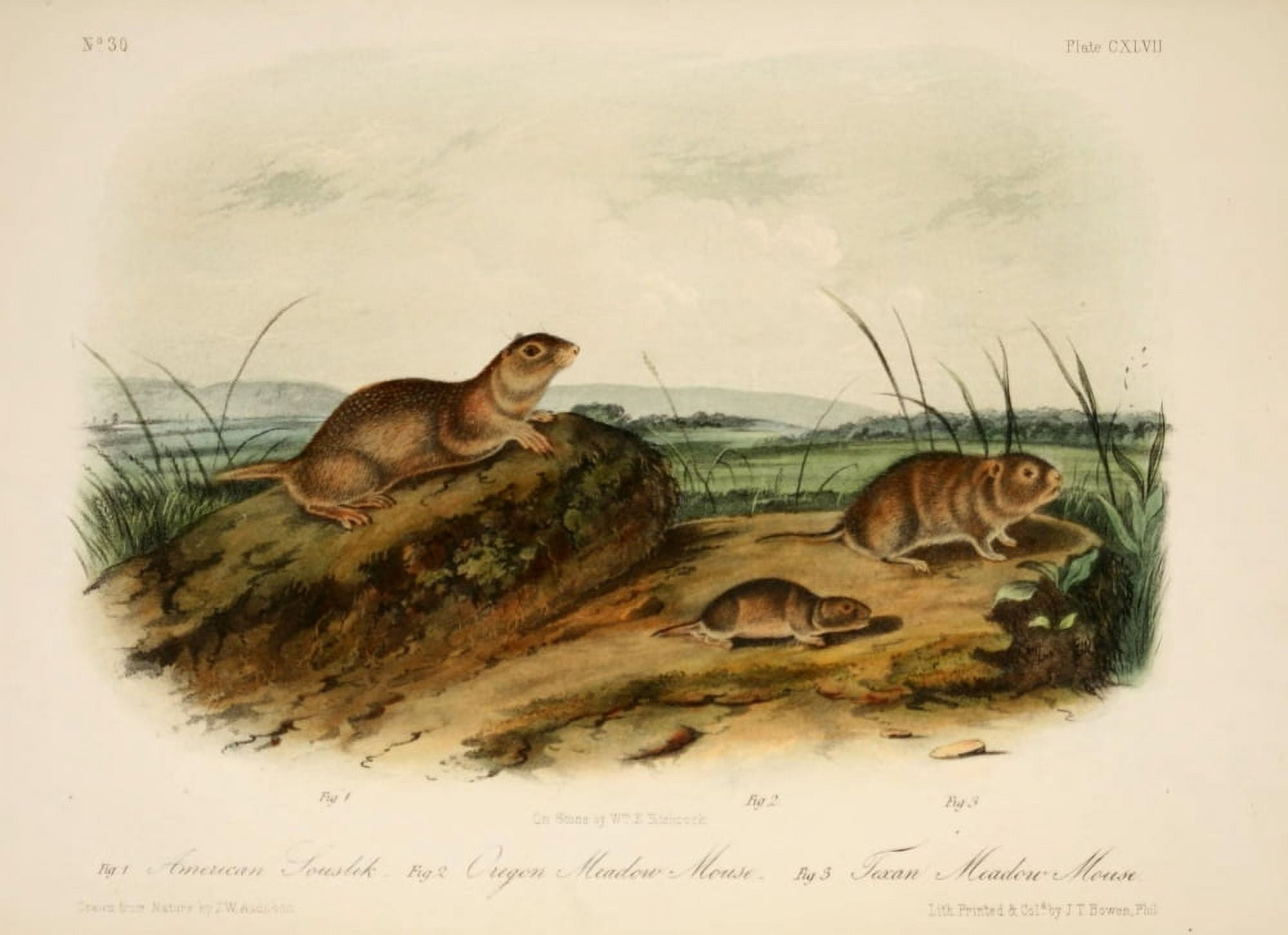 Quadrupeds of N America 1851 American Souslik Canvas Art - JW Audubon (24 x 36)