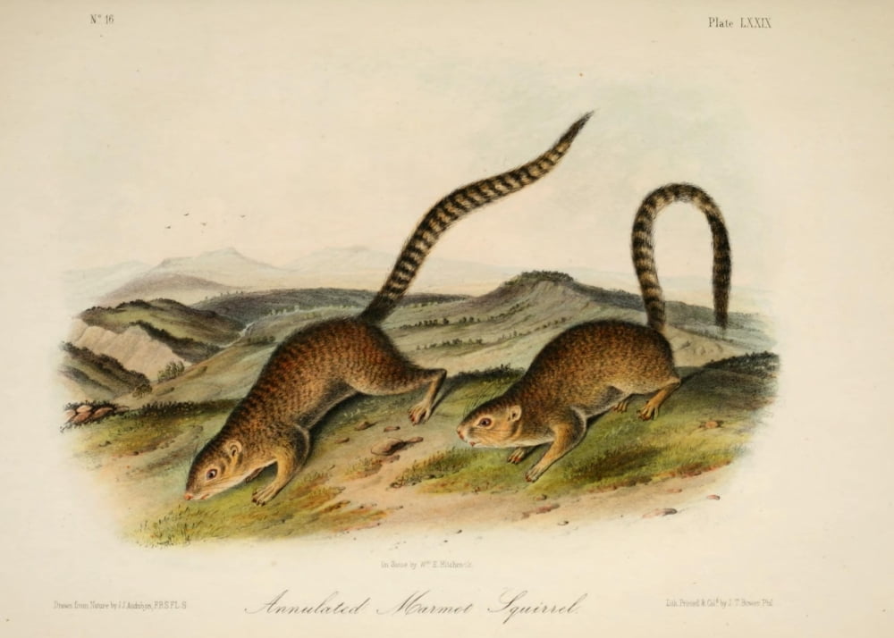 Quadrupeds of N America 1851 Annulated Marmot Squirrel Canvas Art - JJ Audubon (24 x 36)