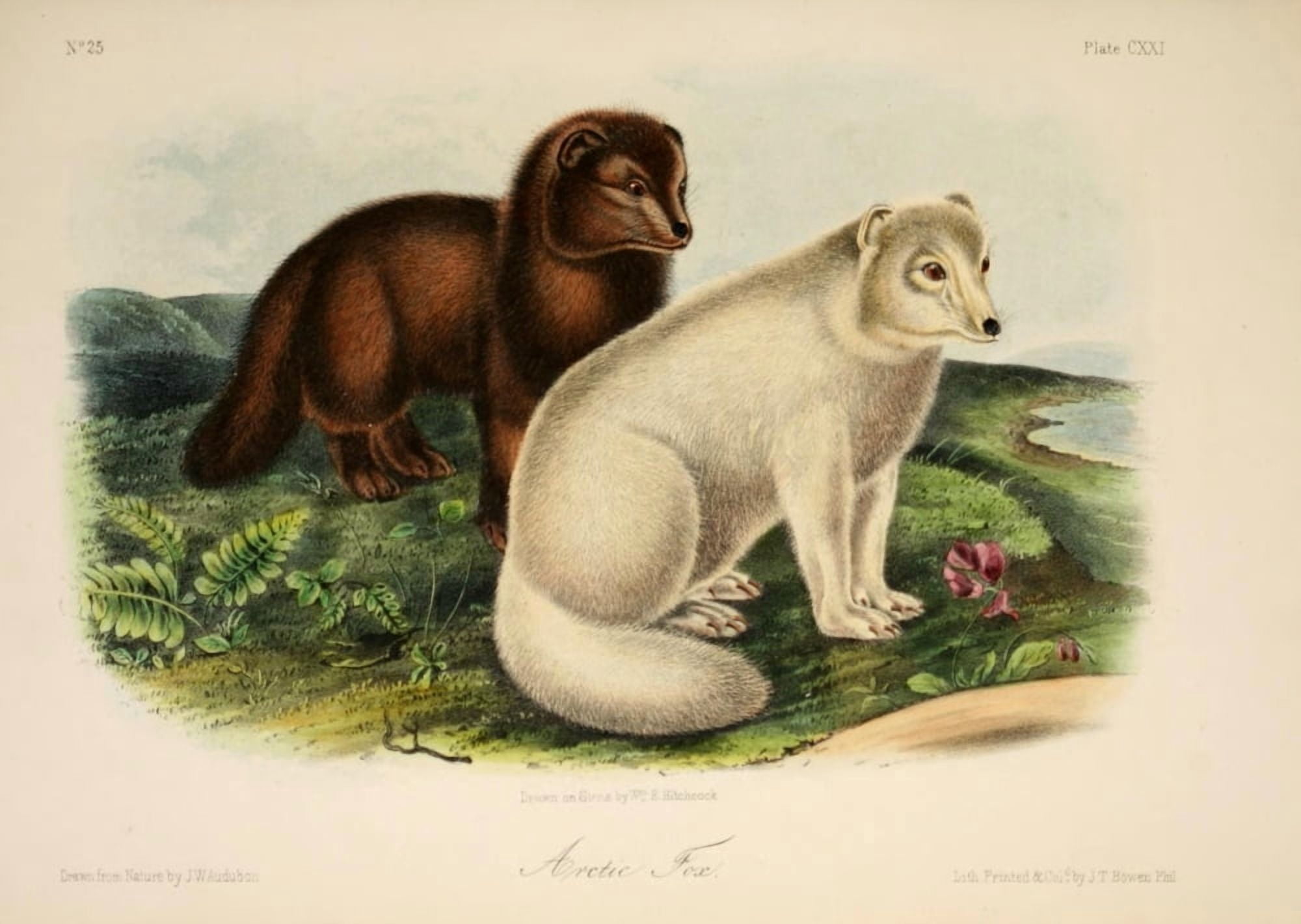 Quadrupeds of N America 1851 Arctic Fox Canvas Art - JW Audubon (18 x 24)