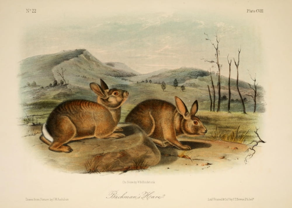 Quadrupeds of N America 1851 Bachmans Hare Canvas Art - JW Audubon (24 x 36)