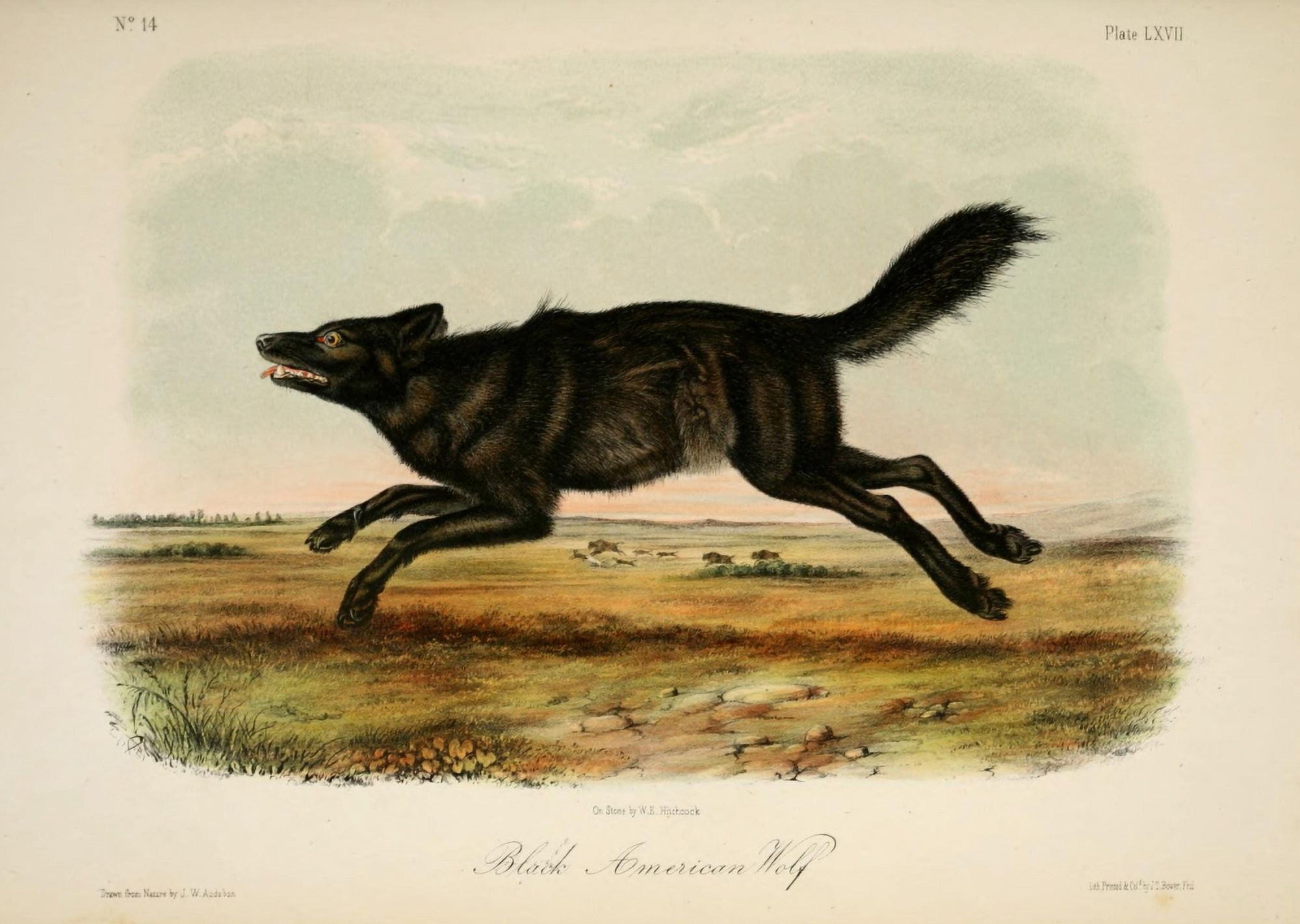 Quadrupeds of N America 1851 Black American Wolf Canvas Art - JW Audubon (18 x 24)