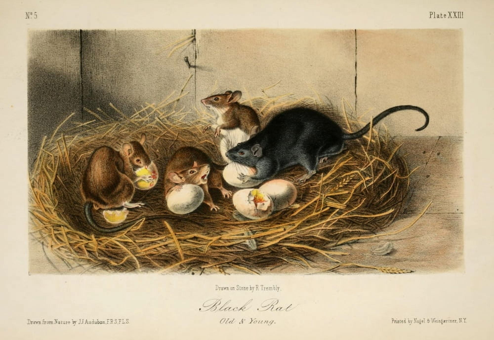 Quadrupeds of N America 1851 Black Rat Canvas Art - JJ Audubon (24 x 36)