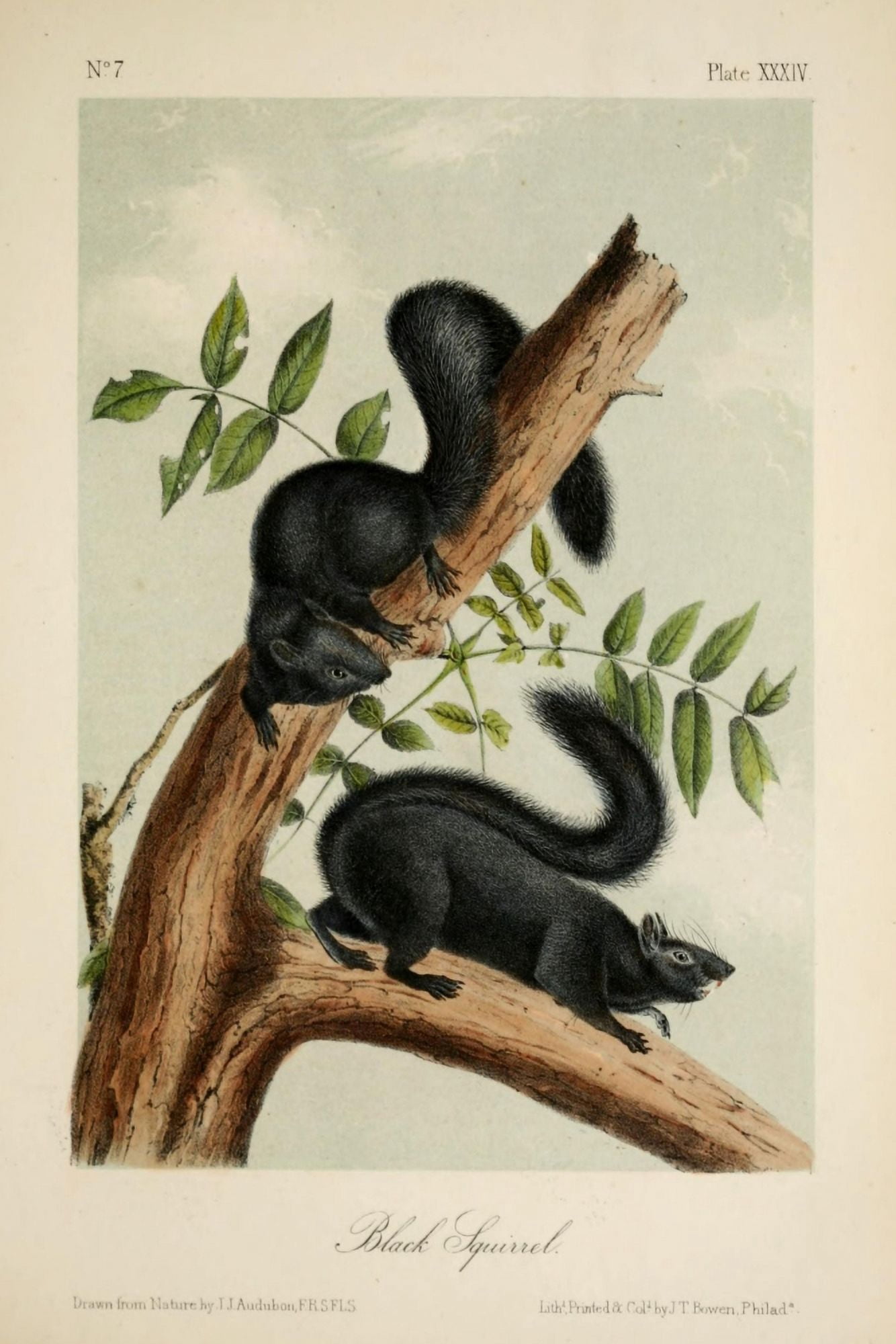Quadrupeds of N America 1851 Black Squirrel Canvas Art - JJ Audubon (24 x 36)
