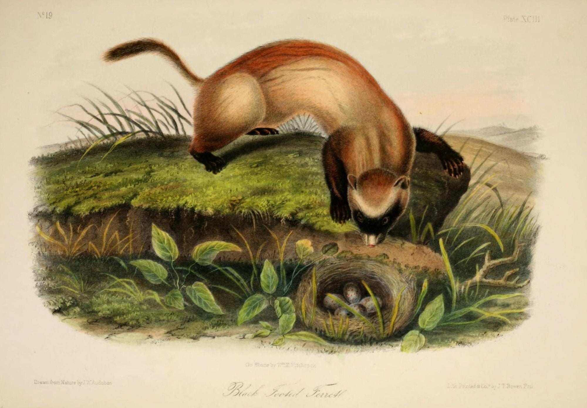 Quadrupeds of N America 1851 Black-footed Ferrett Canvas Art - JW Audubon (24 x 36)