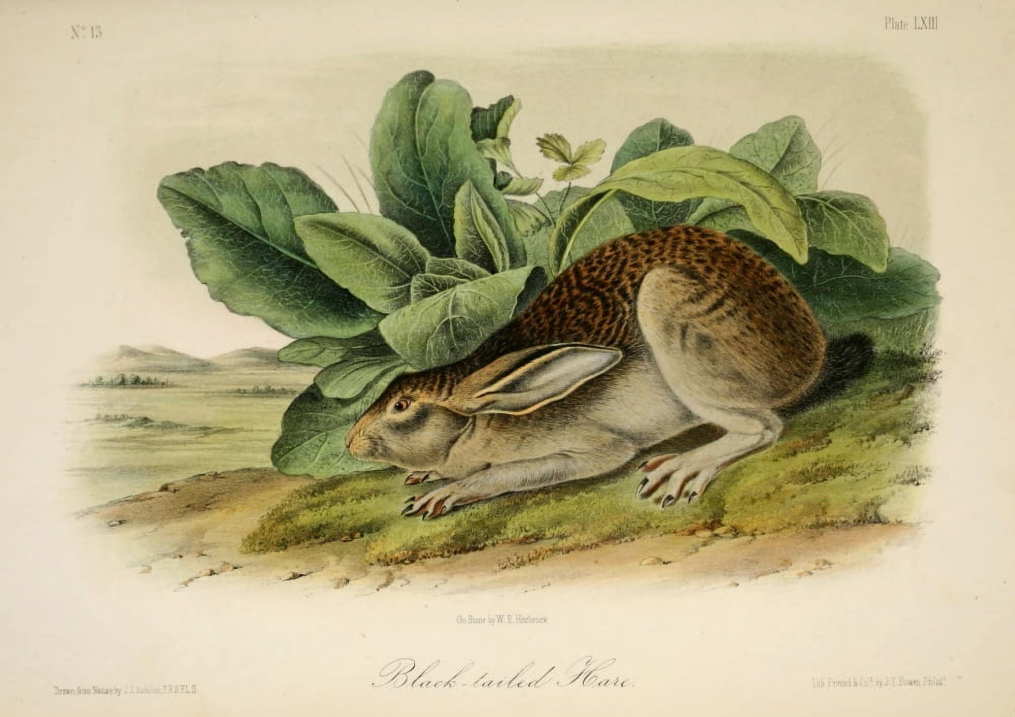Quadrupeds of N America 1851 Black-tailed Hare Canvas Art - JJ Audubon (24 x 36)