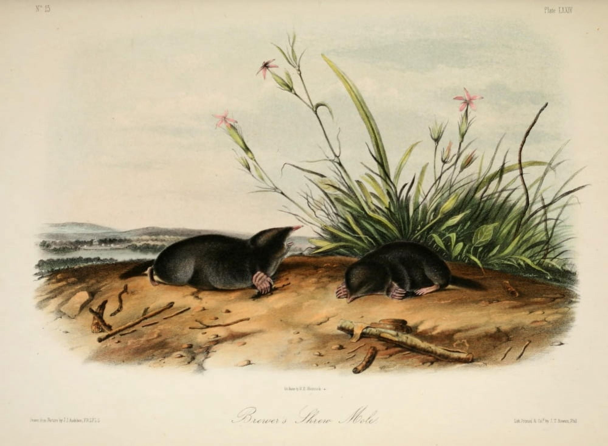 Quadrupeds of N America 1851 Brewers Shrew Mole Canvas Art - JJ Audubon (18 x 24)