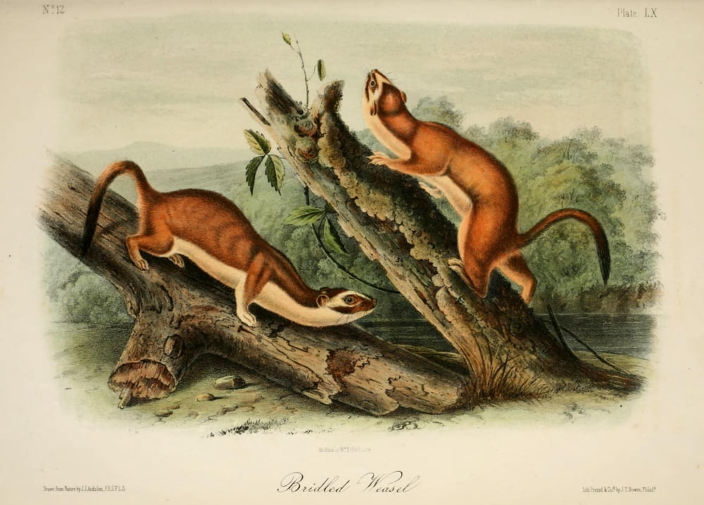 Quadrupeds of N America 1851 Bridled Weasel Canvas Art - JJ Audubon (18 x 24)