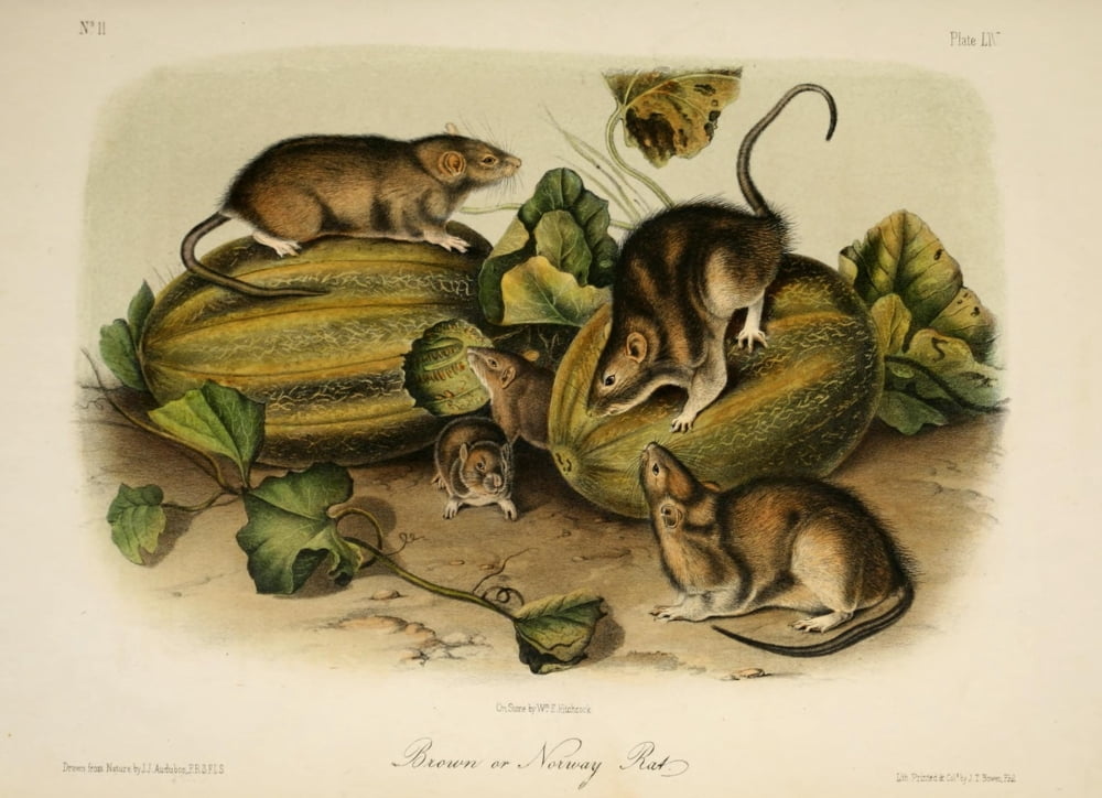 Quadrupeds of N America 1851 Brown or Norway Rat Canvas Art - JJ Audubon (18 x 24)