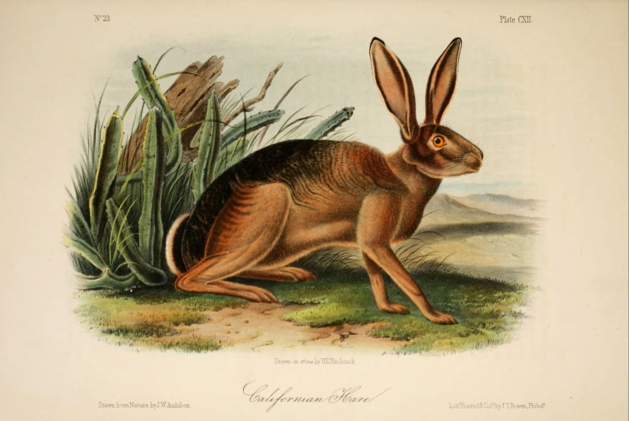 Quadrupeds of N America 1851 Californian Hare Canvas Art - JW Audubon (24 x 36)