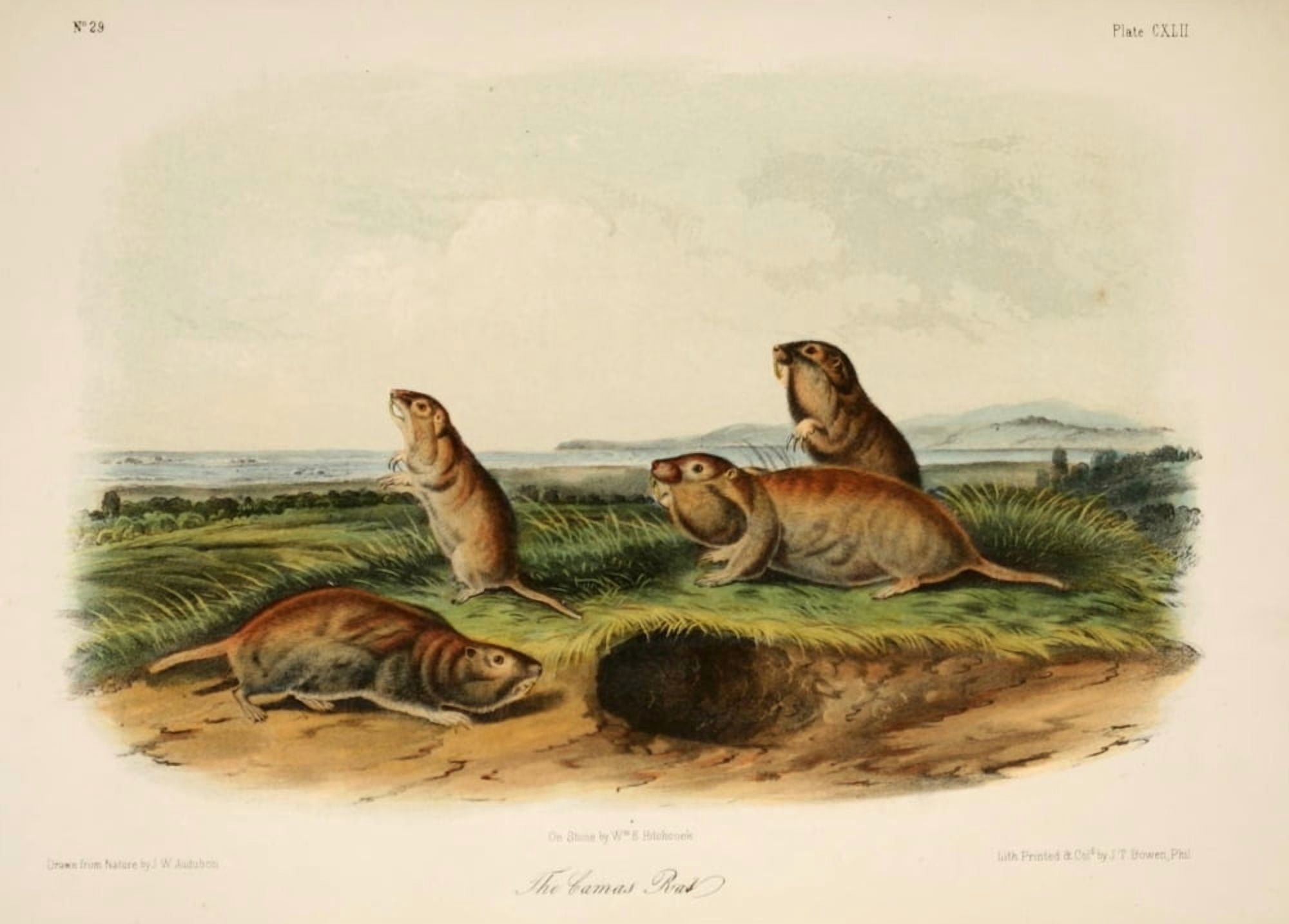 Quadrupeds of N America 1851 Camas Rat Canvas Art - JW Audubon (18 x 24)