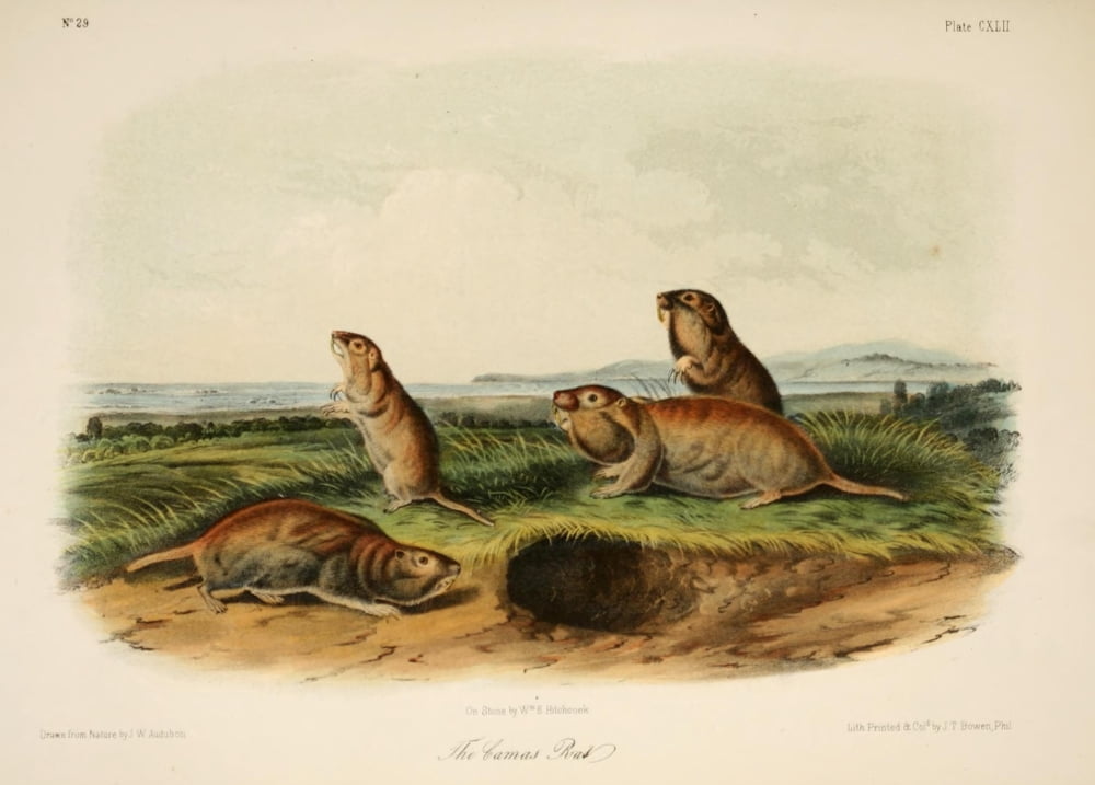Quadrupeds of N America 1851 Camas Rat Canvas Art - JW Audubon (24 x 36)